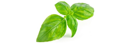 L'huile essentielle de Basilic Tropical